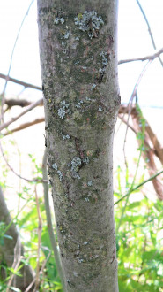 vŕba popolavá (Salix cinerea) - kôra