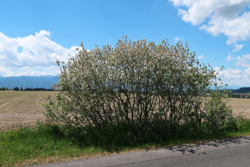 vŕba popolavá (Salix cinerea) - ako krajinotvorný prvok