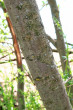 vŕba popolavá (Salix cinerea) - kôra