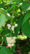 klokoč perovitý (Staphylea pinnata)