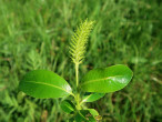 vŕba päťtyčinková (Salix pentadra) - samičie (♀) jahňady