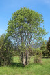 vŕba päťtyčinková (Salix pentadra) - samičí jedinec (6/2022)