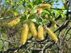 vŕba päťtyčinková (Salix pentadra) - ozdobná v čase kvitnutia (♂ jahňady)