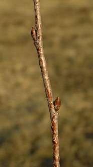 breza previsnutá (Betula pendula)