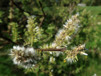 vŕba ušatá (Salix aurita) - páperisté nažky 