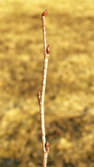 breza previsnutá (Betula pendula) - ročný výhonok (letorast)