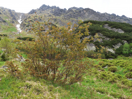 vŕba sliezska (Salix silesiaca) - Vysoké Tatry, Temnosmrečinská dolina (1 700 m n. m.)