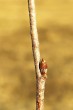 breza previsnutá (Betula pendula)