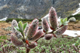 vŕba švajčiarska (Salix helvetica) - ♀ jahňady