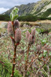 vŕba švajčiarska (Salix helvetica) - ♀ jahňady