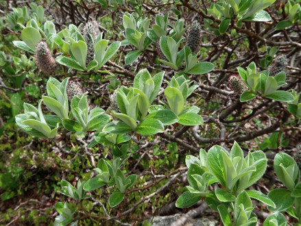 vŕba švajčiarska (Salix helvetica) -  mladé listy (♀)