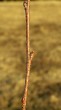 breza previsnutá (Betula pendula) - ročný výhonok s dronbými belavými lenticelami (bradavičkami)