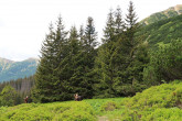 smrek obyčajný (Picea abies) - Temnosmrečinská dolina, Vysoké Tatry, 1 540 m n. m.  (6/2022)_01