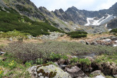 vŕba švajčiarska (Salix helvetica) - Vysoké Tatry, Temnosmrečinská dolina, 1 710 m n. m. (6/2022)