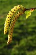 breza previsnutá (Betula pendula) - ♂ jahňady