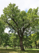 dub letný (Quercus robur) - Chránený areál Galantský park (7/2022)