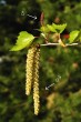 breza previsnutá (Betula pendula) - ♂ & ♀ jahňady v čase kvitnutia