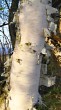 breza previsnutá (Betula pendula) - borka - stredná časť kmeňa