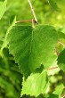 breza previsnutá (Betula pendula)