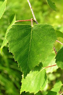 breza previsnutá (Betula pendula)