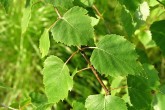 breza previsnutá (Betula pendula)