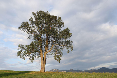 brest horský (Ulmus glabra) -  Borcová,Turčianska kotlina, 450 m n. m. (48°55'57.0 N 18°50'32.6 E)