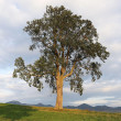 brest horský (Ulmus glabra) -  Borcová,Turčianska kotlina, 450 m n. m. (48°55'57.0 N 18°50'32.6 E)
