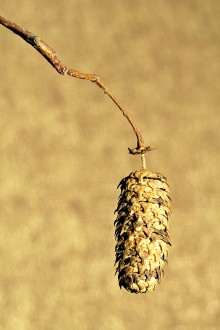 breza previsnutá (Betula pendula) - šišticovité súplodie