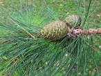 borovica tuhá (Pinus rigida)
