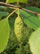 breza biela (Betula pubescens) - šišticovité súplodie