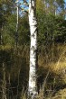 breza biela (Betula pubescens) - borka (spodná časť kmeňa)