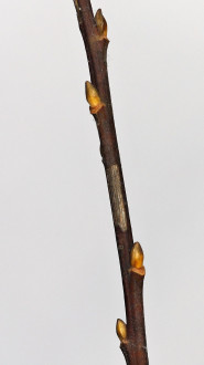 vŕba sliezska (Salix silesiaca)