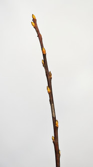 vŕba sliezska (Salix silesiaca)