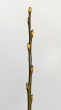 vŕba sliezska (Salix silesiaca)