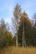 breza biela (Betula pubescens)