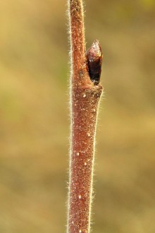 breza biela (Betula pubescens)