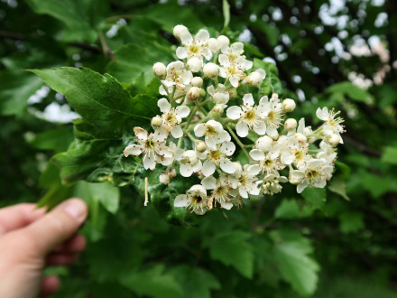 jarabina brekyňová (Sorbus torminalis)
