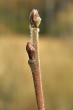 breza biela (Betula pubescens)