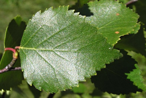 breza biela (Betula pubescens) - vrchná strana