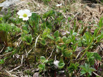 vŕba sieťkovaná (Salix reticulata) - Vysoké Tatry, Temnosmrečinská dolina (cca 1 720 m n. m.)
