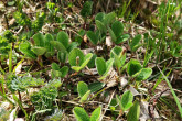 vŕba sieťkovaná (Salix reticulata) - Vysoké Tatry, Temnosmrečinská dolina (cca 1 720 m n. m.)