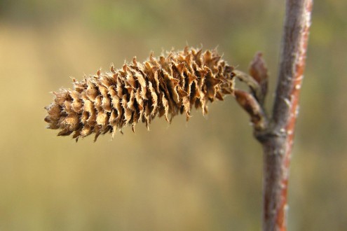 breza biela (Betula pubescens) - šišticovité súplodie