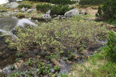 vŕba bobkolistá (Salix phylicifolia) - Temnosmrečinská dolina, Vysoké Tatry (1 600 m n. m.)