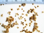 breza biela (Betula pubescens) - rozpadnuté šišticovité súplodie - krídlaté nažky a trojlaločné plodové šupiny