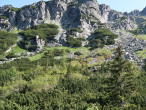 vŕba sliezska (Salix silesiaca) - porast vŕby sliezkej v pásme kosodreviny (Pinus mugo) (cca 1 700 m n. m.)