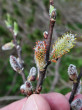 vŕba sliezska (Salix silesiaca) - ♂ jahňady