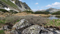 vŕba švajčiarska (Salix helvetica) - Vysoké Tatry, Temnosmrečinská dolina, 1 700 m n. m. (6/2023)