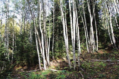 breza biela (Betula pubescens) - ako prípravná a pionierska drevina na bývalých zamokrených stanovištiach (pod ochranou brezy sa zmladzuje smrek obyčajný)