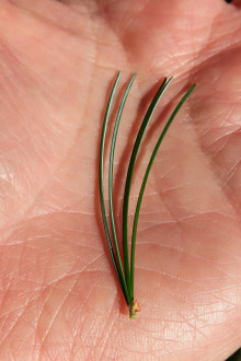 borovica malokvetá (Pinus parviflora) - na vnútorných stranách s výraznými striebristými pásmi prieduchov