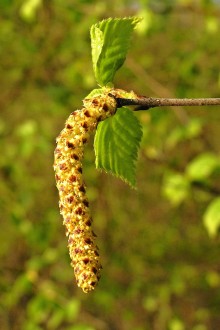 breza biela (Betula pubescens) - ♂ jahňady